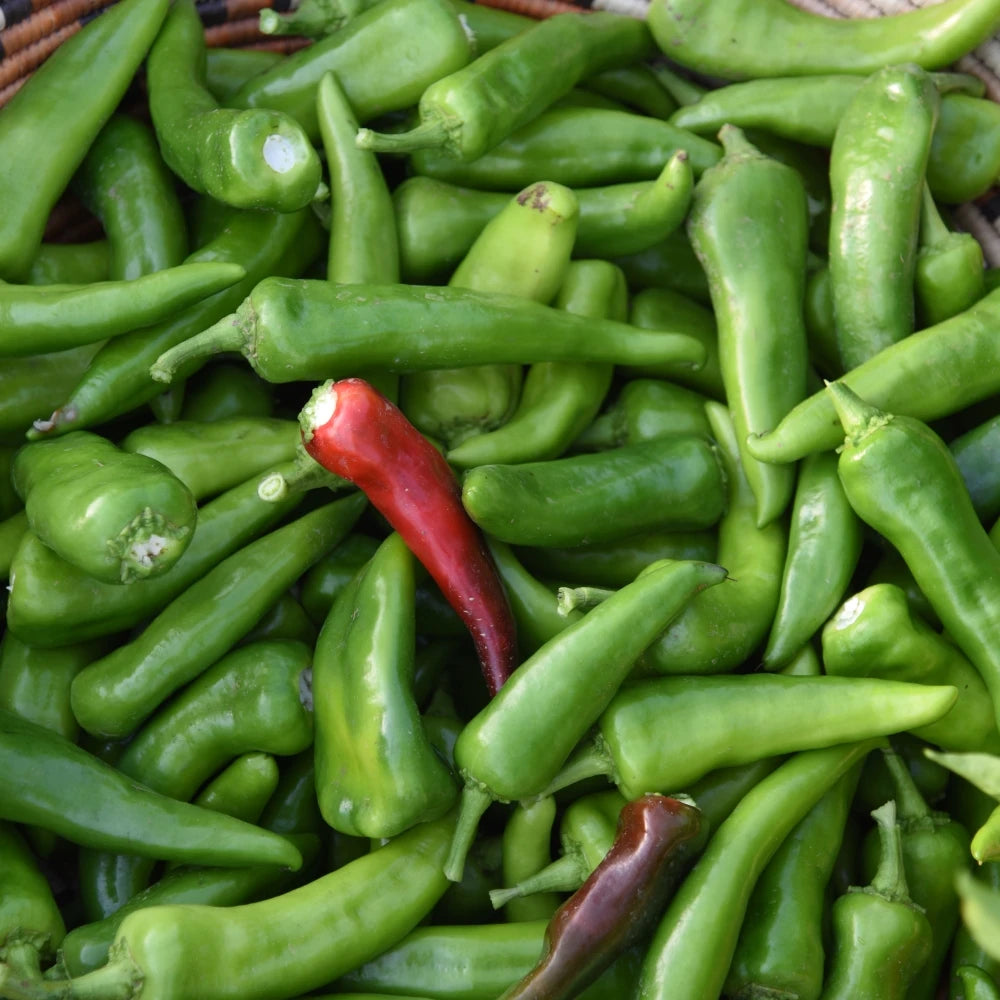 Premium Packaged & Diced Full Bushel Roasted Pueblo Chile "Mira Sol" W/GARLIC (Hot Heat)